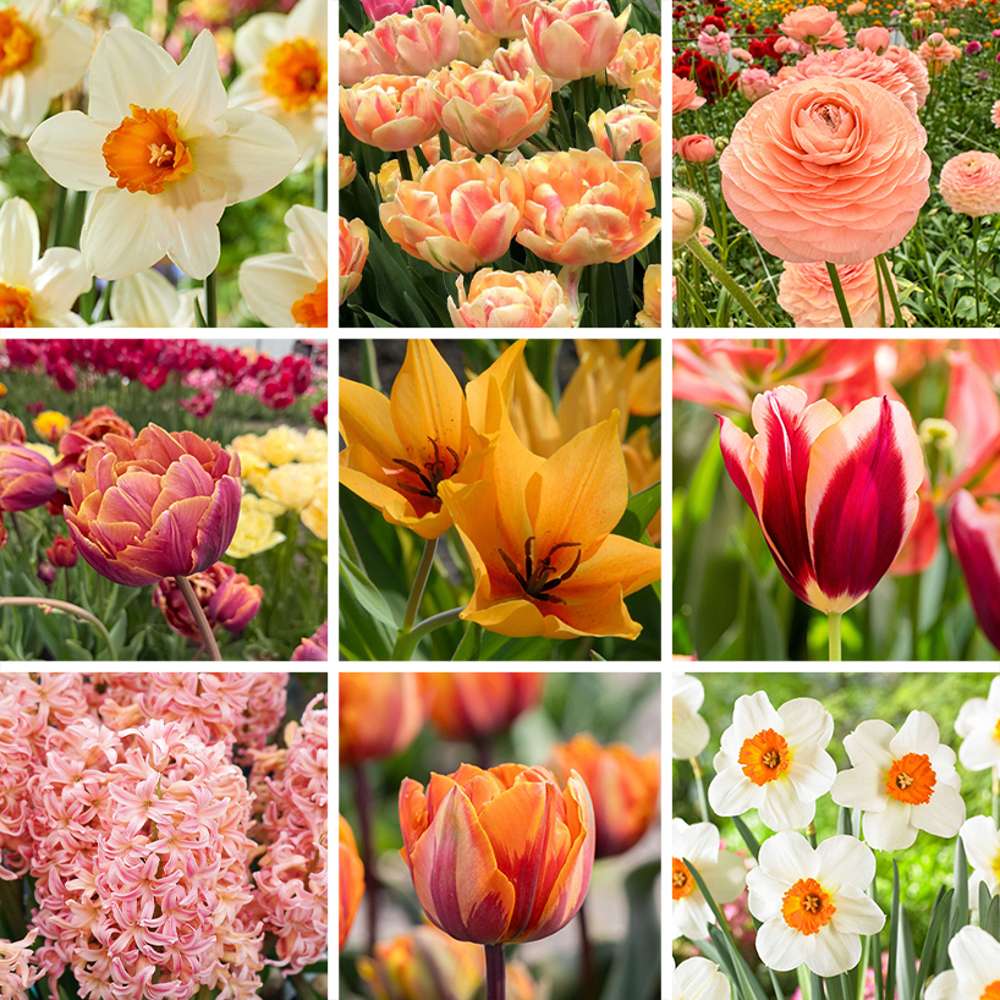 Erbjudandepaket 'Peach'